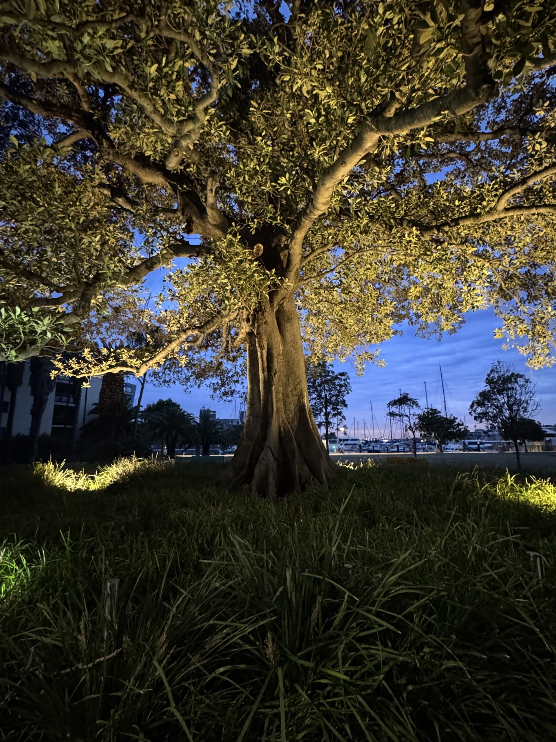 The Tree of Knowledge: Wickham’s Living Landmark 